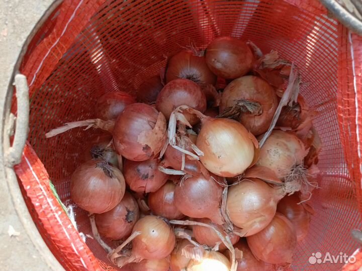 Лук оптом