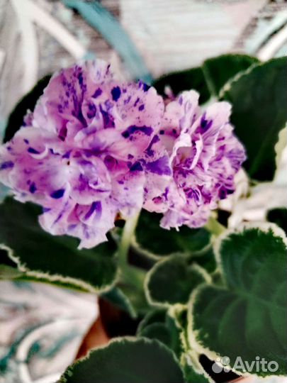 Сортовые фиалки