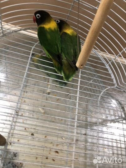 Попугай неразлучники