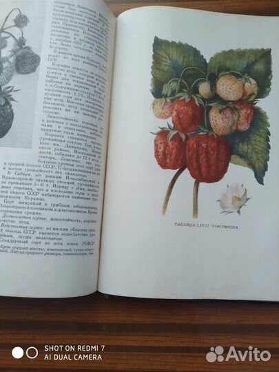 Сорта плодовых и ягодных культур