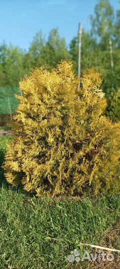 Туя золотая Rheingold