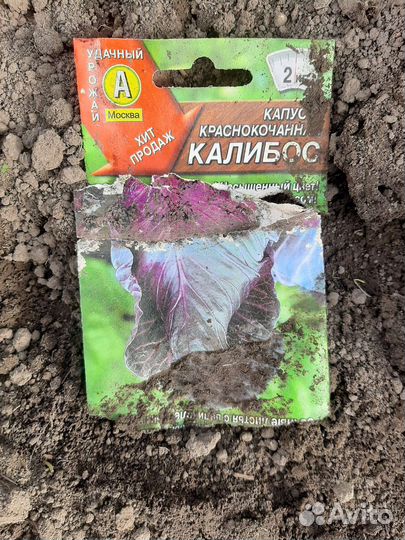 Рассада капусты