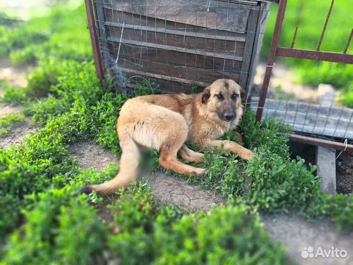 Собака охранница