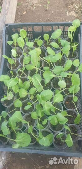 Рассада капусты