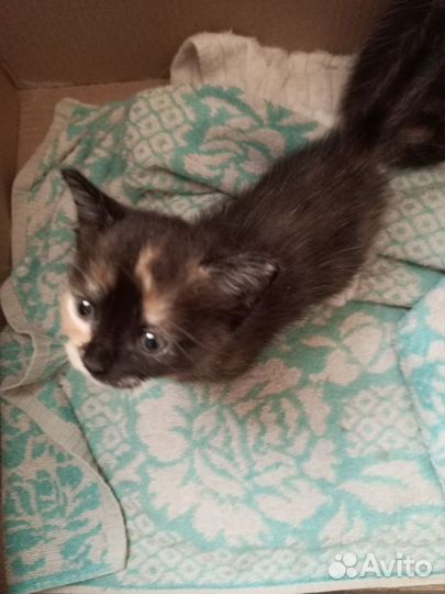 Котята девочки в очень добрые руки