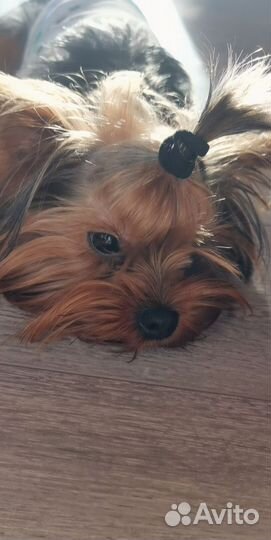 Йорк мини вязка