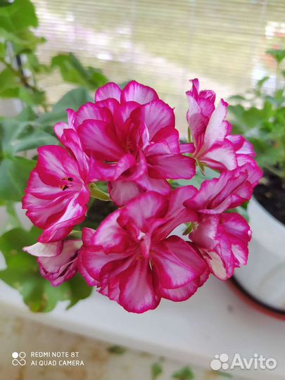 Пеларгония герань