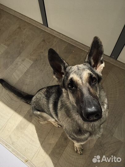 Передержка/догситтер/зооняня