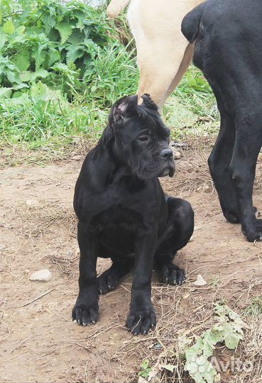 Девочка -уголек