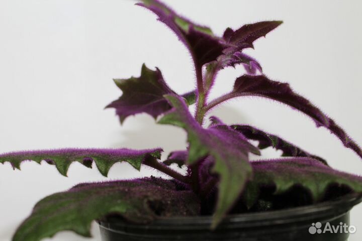 Гинура (комнатный цветок)