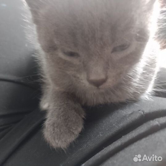 Британские котята в добрые руки