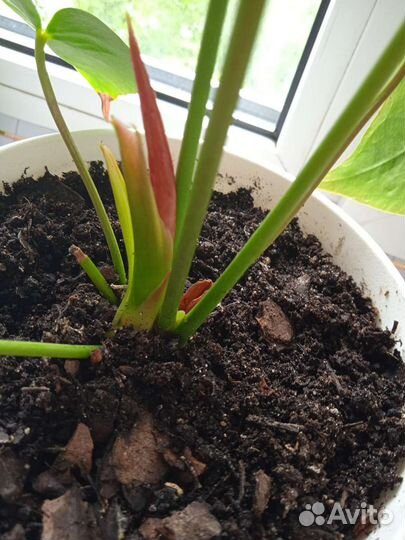 Антуриум красный