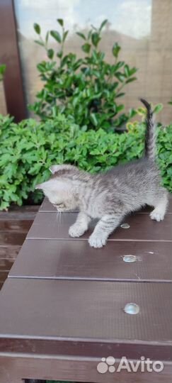 Котёнок (мальчик) 2 месяца в добрые руки