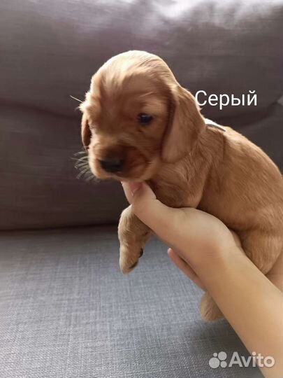 Английский кокер спаниель