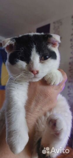 Самая милая Пандочка