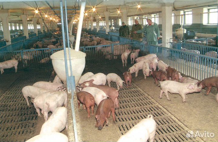 Операторы на свиноферму вахта-жилье-питание Бежецк