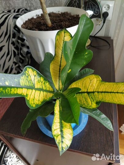 Кодиеум кротон