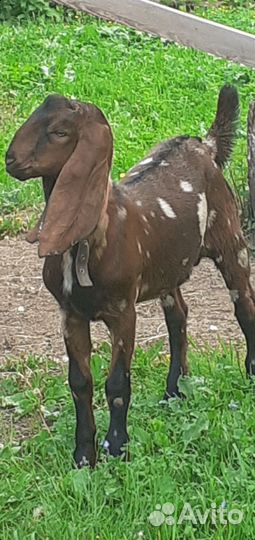 Козел камори