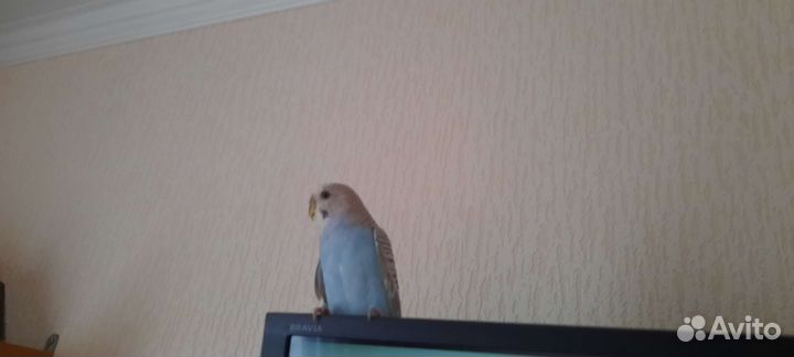 Волнистый попугай девочка