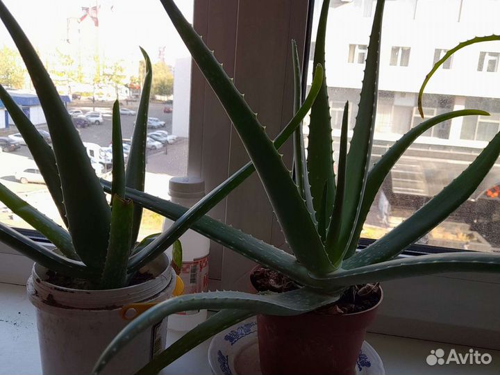 Алоэ вера, алоэ столетник