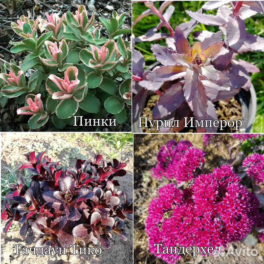 Суккуленты (очитки, седумы, юкка и др.) для сада