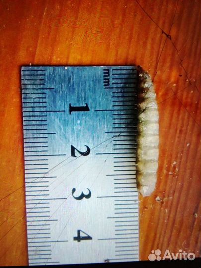 Опарыш для рыбалки, на корм - бутылка 1.5 литра