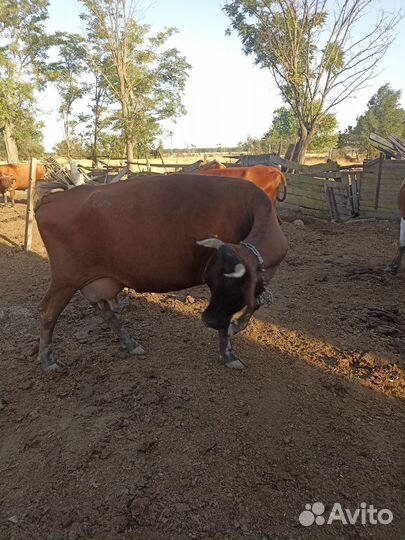 Коровы дойные