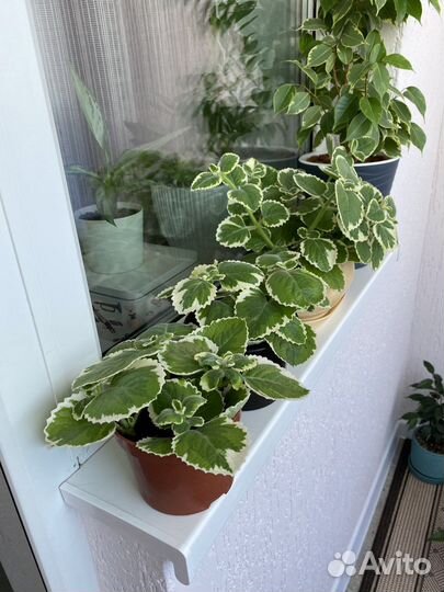 Продам цветы комнатные