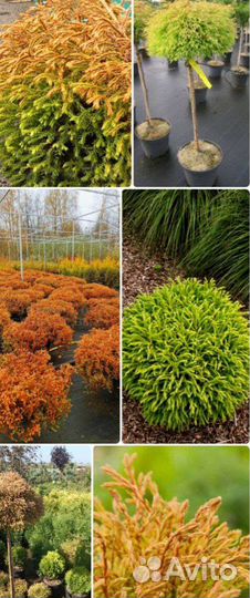 Туя на штамбе Голден Таффет