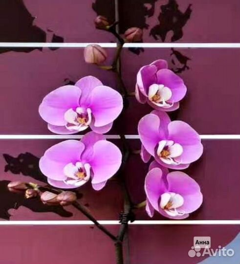 Орхидея Анна