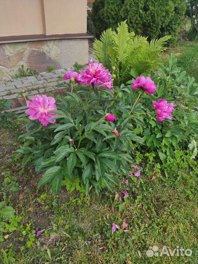 Пион Эдулис Суперба