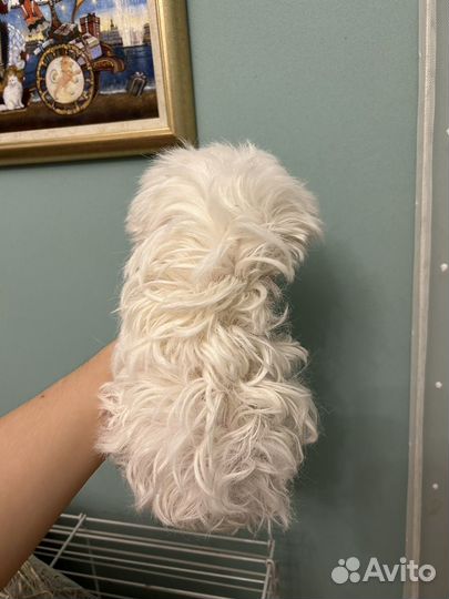 Морская свинка с клеткой