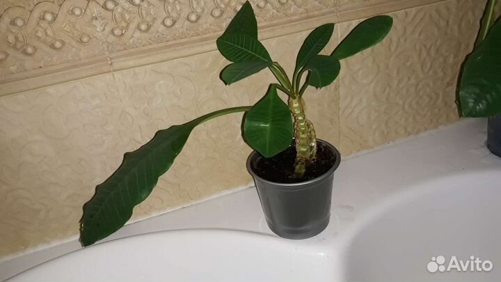 Молочаи много разные