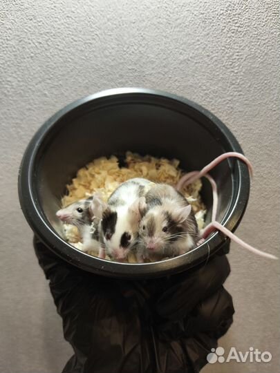 Мышь декоративная