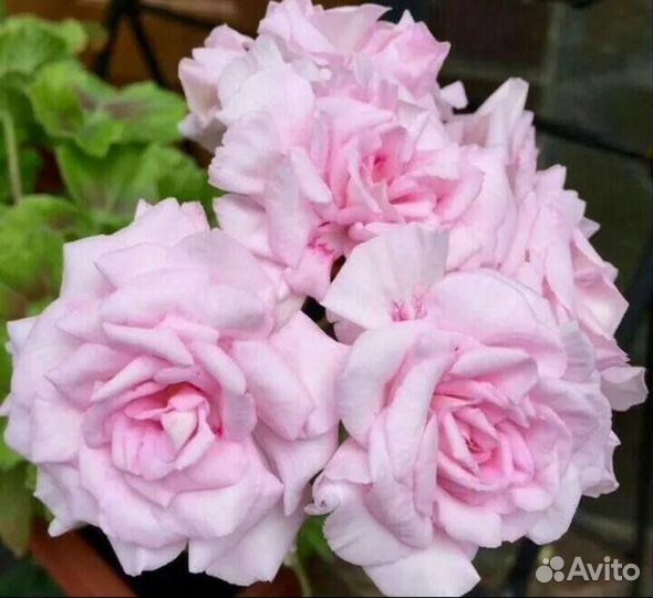 Пеларгония розебудная