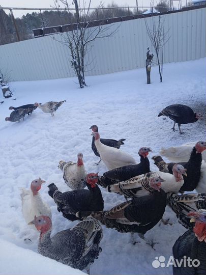 Кролики. Живьём и мясом