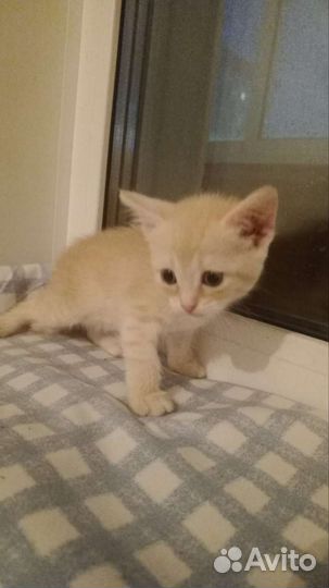 Отдам бесплатно