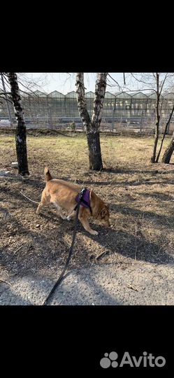 Собака Моня