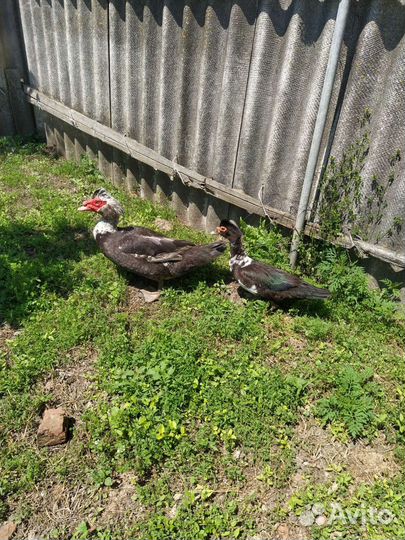 Мускусные утки