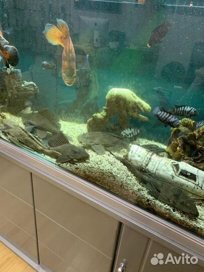 Аквариумные рыбы большие