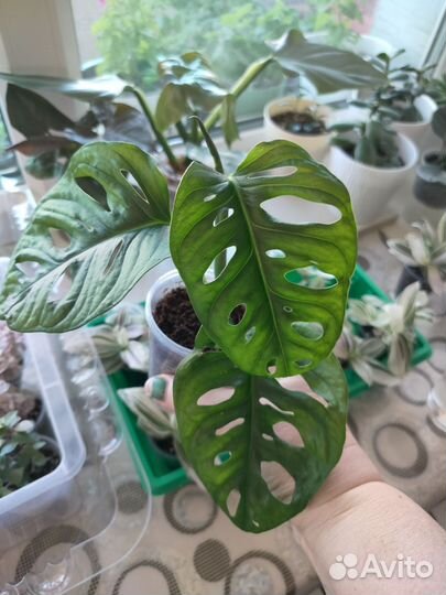 Манстера Манки маск