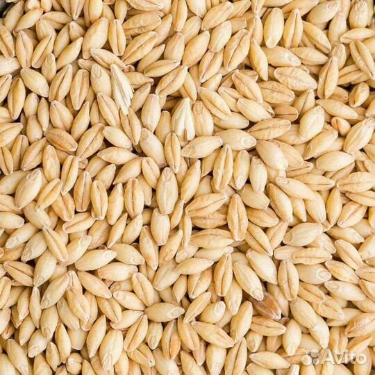 Зерно пшеница ячмень в мешках