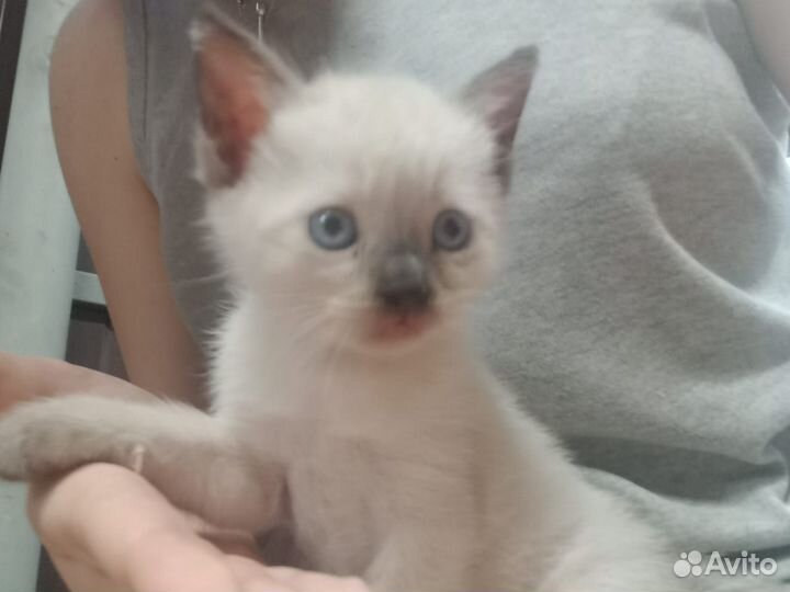 Отдам котят в добрые руки