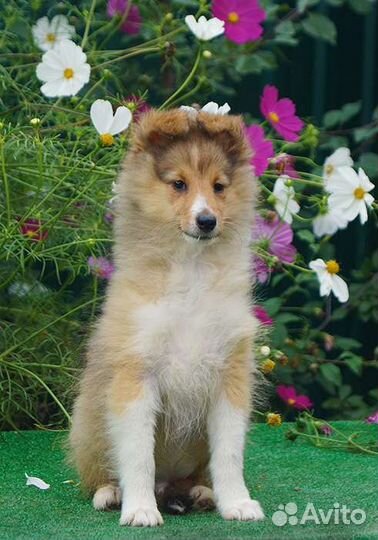 Щенки шелти