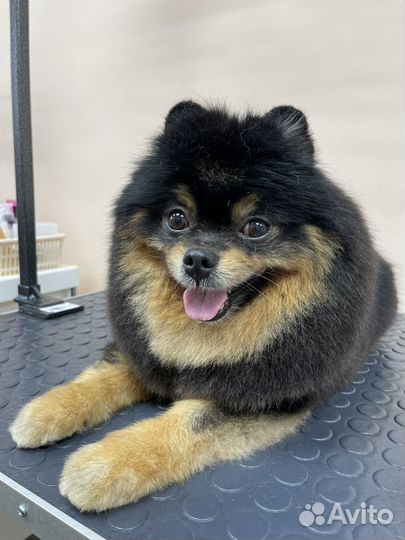 Стрижка собак и кошек на дому