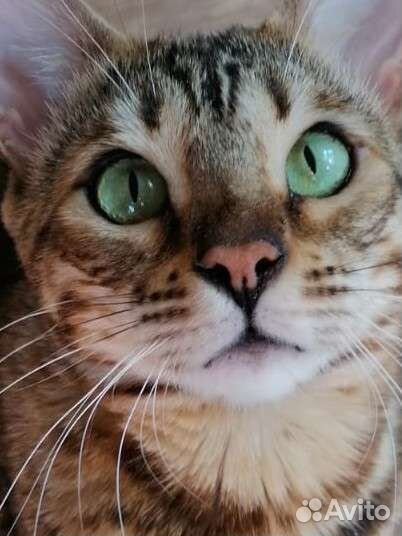 Бенгальская кошка