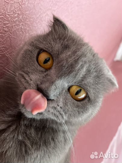 Вислоухая кошечка