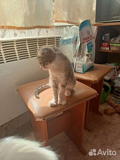 Вислоухая красотка