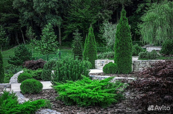 Туя для изгороди