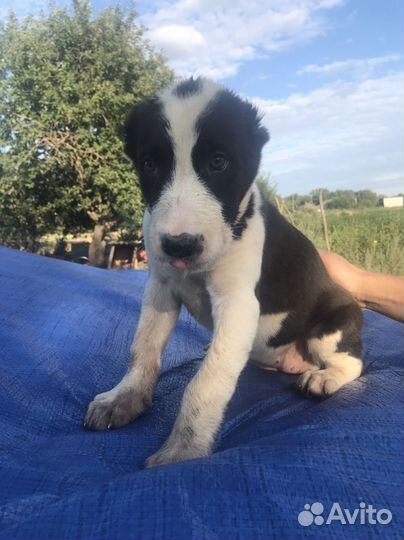 Щенята Среднеазиатской овчарки